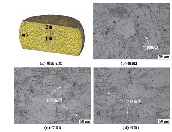 圖３ 在９８０ ℃、應變速率為０．０１０s－１下壓縮至應變量為３０％后GH４１６９合金不同區(qū)域的顯微組織