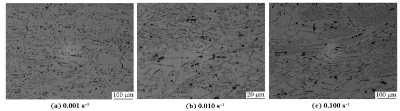 圖６ 在９８０ ℃、不同應變速率下壓縮至應變量為７０％后GH４１６９合金的顯微組織