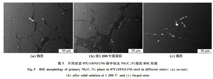 圖5 不同狀態(tài)07Cr18Ni11Nb鋼中初生 Nb(C，N)相的 BSE形貌